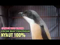 Download Lagu Suara Cendet Betina Gacor Di Pagi Hari Memanggil Cendet Jantan Supaya Ikut Bunyi