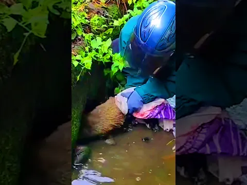 Civet rescued by kindhearted woman ❤️