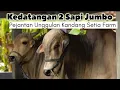 Download Lagu 2 Sapi Monster Pejantan Unggulan Kandang Setia Farm Datang
