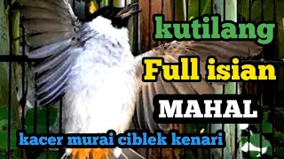 suara burung kutilang kutilang gacor full isian mahal kacer