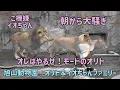 Download Lagu 旭山動物園　朝から大騒ぎ　オレはやるぜ！モードのオリト　Orito \u0026 Io family　Lion family　Asahiyamazoo