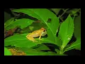 Download Lagu 1 Hour Soundscape of a Panama Rainforest (Frog Chorus)