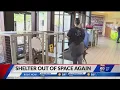 Indianapolis Animal Care Services full adoptions are now free
