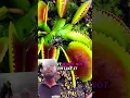 Flytrap Catches Spider Without Knowing