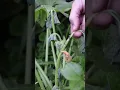 Squash Bugs Are EVIL