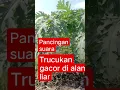 Lagu pancingan suara trucukan di alam liar #trucuk #trucukangacor @unineanok06