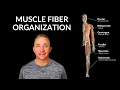 Muscular System Muscle Fiber Organization Arrangement
