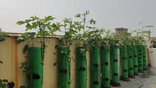 Vertical Gardening Set up.