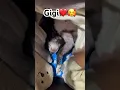 Download Lagu #Gigi❤️🥰 #gigiunaperritafifi #puppy #funnydog #funny #chihuahuapuppy #pets #love ##loveyourpets