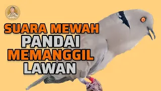 Download Puter Pelung Suara Panjang Irama Enak Kuwok 2 Not Gacor Buat Pancingan ‼️ MP3