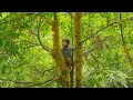 Download Lagu The orphan boy Harvest Burmese Grape to sell - Live off grid
