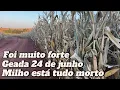 Download Lagu ✅ GEADA FOI MAIS FORTE DOS ÚLTIMOS TEMPOS -  REGIÃO NOROESTE DO PARANÁ!🌽🇧🇷