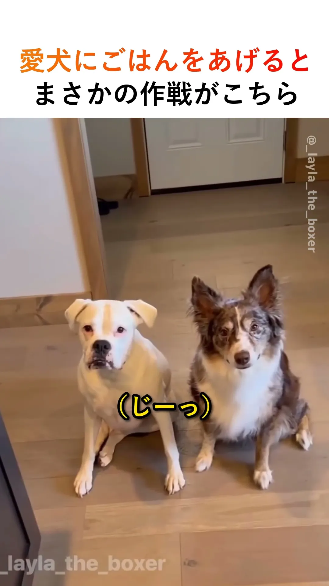 愛犬にごはんをあげると、まさかの作戦がこちら