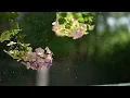 Spring Rain: 2 Hours of Rain Songs from Around the World