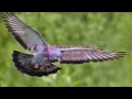 Download Lagu Elton John - Skyline Pigeon (with lyrics)