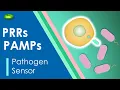 Pattern recognition receptor Immune system PRRs PAMPs DAMPs Basic Science Series