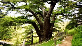 سامي كلارك   تحت الارزة تجمعنا دندنها