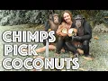 Chimps Pick Coconuts with Kody Antle | Myrtle Beach Safari