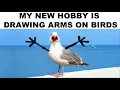 Animal Memes