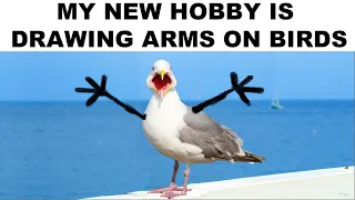 Animal Memes