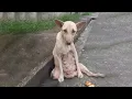 Download Lagu Sad Eyes Deep in Despair... Mother Dog Follows Each Person Looking for Help in Exhaustion!