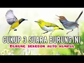 Lagu MP3 Sogon Ribut Kombinasi Prenjak Starter Dan Pleci Ngecir