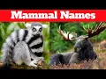 Mammal names learn all about mammals mammal names in english English vocabulary