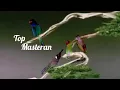 Download Lagu New top masteran tembakan rapat