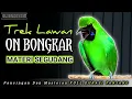 Download Lagu CUCAK IJO GACOR ON BONGKAR MATERI, pancingan dan masteran cucak ijo rajin bunyi
