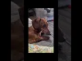 Download Lagu wiener dog ringtone