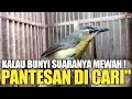Lagu PANTESAN BANYAK YG NYARI BURUNG INI ! KALAU SUDAH GACOR SUARANYA MEWAH !