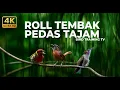 Lagu 🔴 Live Masteran Kasar Tepus Kepala Abu Roll Tembak Red Siskin Gacor vs Kolibri Manggar Betina Gacor