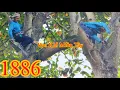 Download Lagu Vua Khỉ Miền Tây cưa cây Bàng trong Vườn Cây Giống quá khó khăn (1/2) Cutting trees