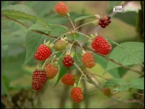Ecuador Agropecuario 30-05-2018