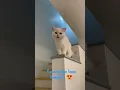 Download Lagu kucing ketawa lucu 😍