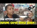 Download Lagu BURUNG GACOR HARGA BAHAN ! SATU2NYA KIOS YG PUNYA BURUNG INI, KL GAK GERCEP DI SIKAT ORANG
