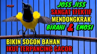 mendongkrak birahi u0026 emosi pancingan sogon agar bunyi gacor