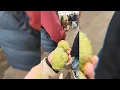 Sydney market the best Vietnamese food in Sydney and donuts