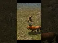 Download Lagu Cheetah Cub Simulator 3d: Experience Wildlife Adventure | Rkm Gaming #cheetah #wildanimals