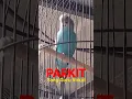 Download Lagu PARKIT SANG GURU VOCAL | ISIAN WAJIB MURAI BATU