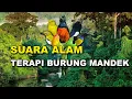 SUARA HUTAN KALIMANTAN BUAT TERAPI BURUNG STRES \u0026 MANDEK