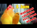 Lagu 1 JAM MASTERAN LOVEBIRD FULL ISIAN KENARI