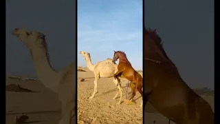 حصان يلعب مع الجمل  حصان يلعب مع الجمل