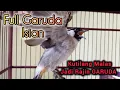Download Lagu KUTILANG GARUDA Full Isian 100% Ampuh untuk Pancingan \u0026 Masteran Kutilang Malas CEPAT NGGARUDA