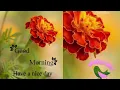 Good Morning Have A Nice Day gif What s Up Status Morning Images