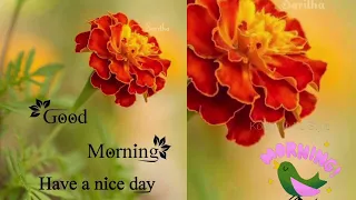 Good Morning Have A Nice Day gif What s Up Status Morning Images