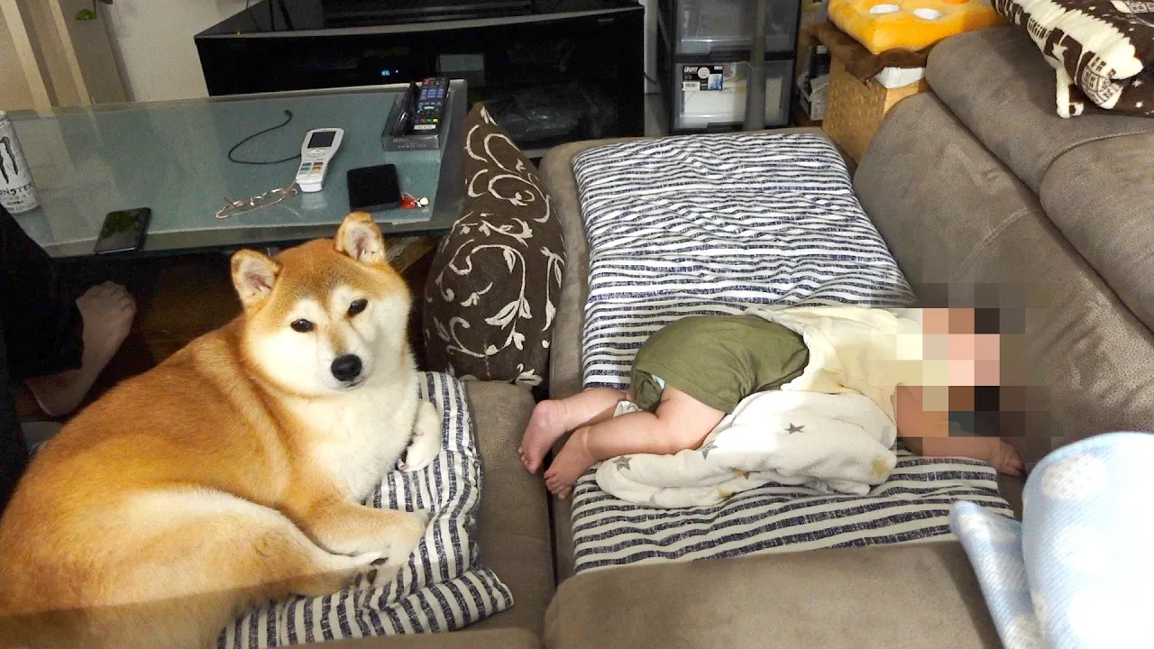 柴犬と赤ちゃんの奇跡のふれあい‼️日常の愛らしい一コマ