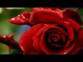 Download Lagu Juan Luis Guerra Romance Rosa Tradução
