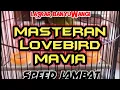 Download Lagu Masteran Lovebird ngekek panjang, nada lelah, speed santai // LASKAR BANYUWANGI
