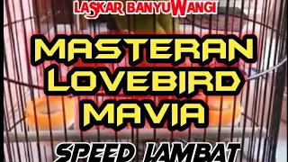 masteran lovebird ngekek panjang nada lelah speed santai laskar banyuwangi